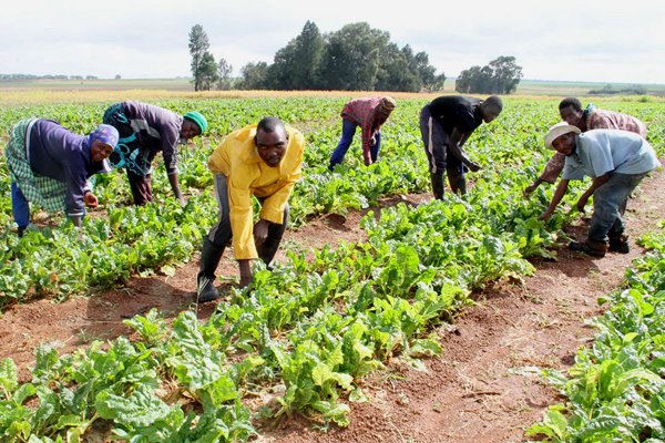 Why South-South youths should turn to farming - PFN